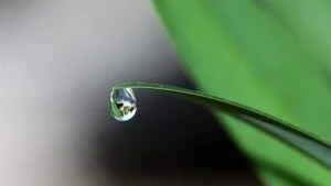 blade of grass blur bright close up