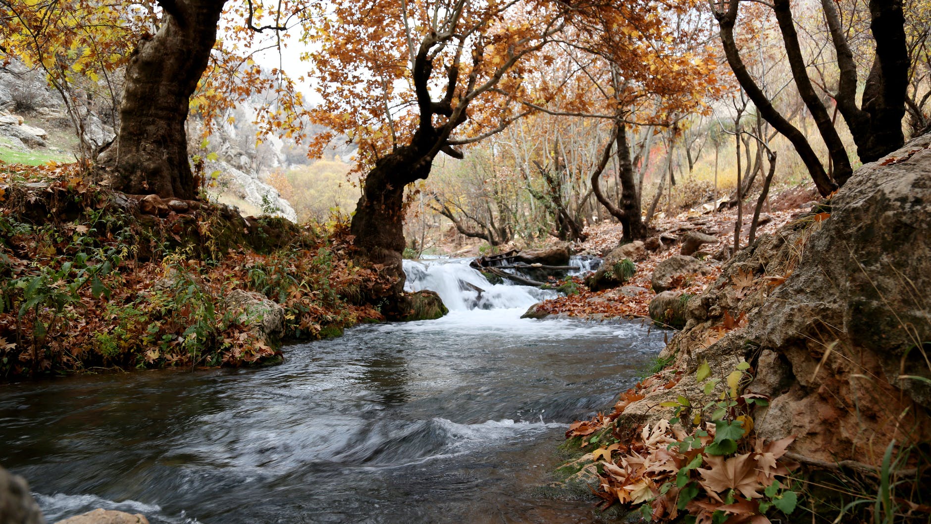 Freshwater Streams: Why They Are Important and How They Can Be Restored