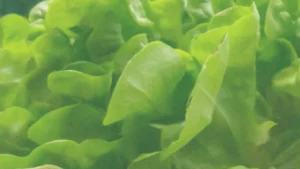 The Evolution of Hydroseeding and Hydromulching Technology