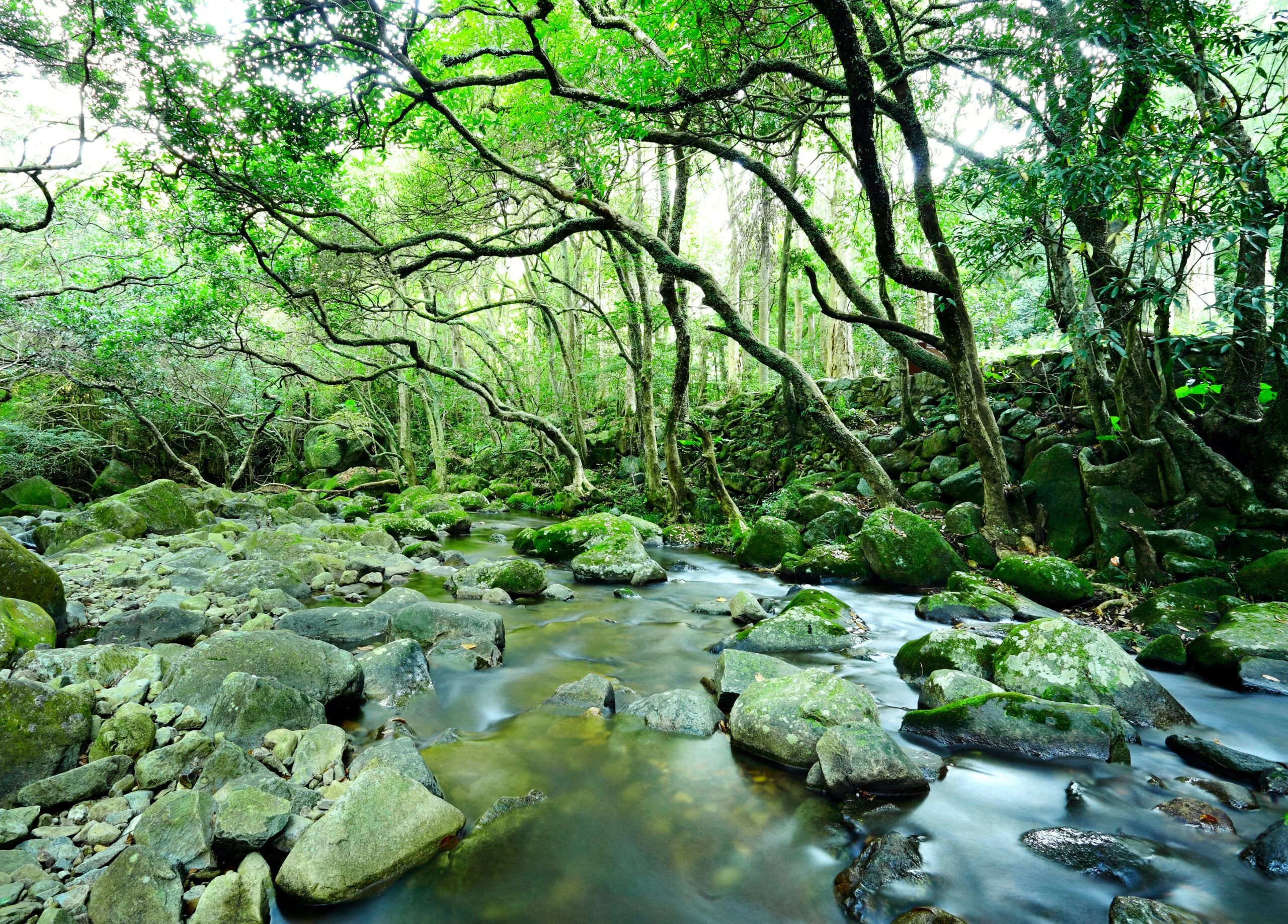 Using Forest Hydrology to Guide Stormwater Management and Site Development Planning - (On Demand)