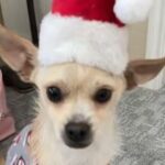 Juleitzy Amador Aviles